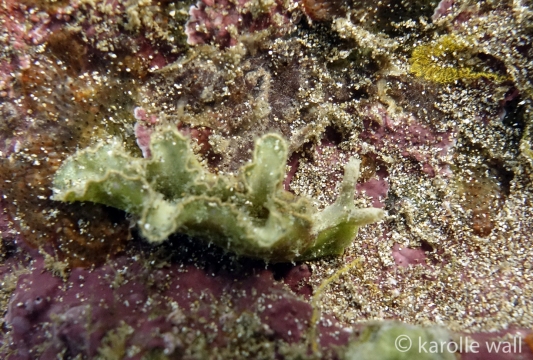 Elysia tomentosa with eggs top right corner