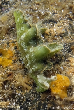Hairy Elysia, Elysia tomentosa