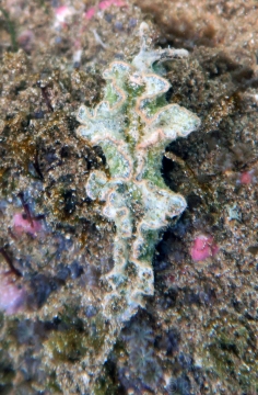 Elysia tomentosa