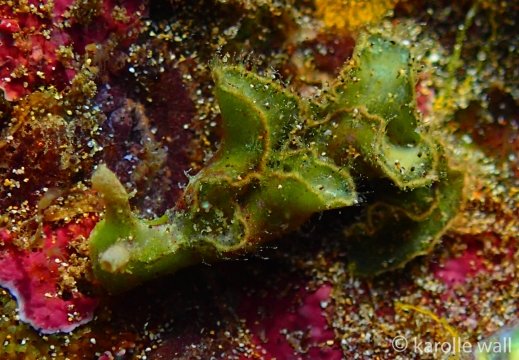 Hairy Elysia, Elysia tomentosa