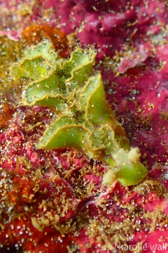 Hairy Elysia, Elysia tomentosa