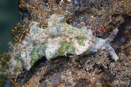 Hairy Elysia, Elysia tomentosa Hairy Elysia, Elysia tomentosa