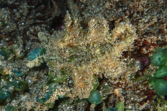 Elysia tomentosa