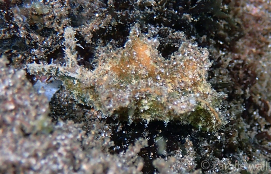 Elysia tomentosa