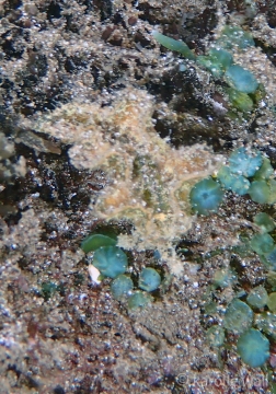 Elysia tomentosa