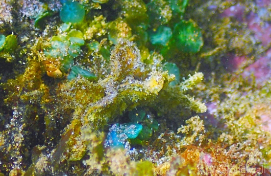 Elysia tomentosa
