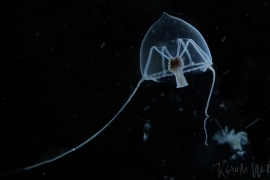 DSC3475-hanging-stomach-jelly3-lighter DSC3475-hanging-stomach-jelly3-lighter