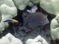 Bluelined Surgeonfish and Hawaiian Cleaner Wrasse