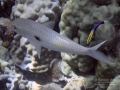 Yellowstripe Goatfish and Hawaiian Cleaner Wrasse
