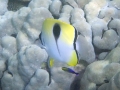 Teardrop Butterflyfish and Hawaiian Cleaner Wrasse