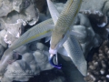 Yellowstripe Goatfish and Hawaiian Cleaner Wrasse