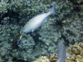 _dsc5589-two-cleaner-wrasses-chub-excwm-jpg