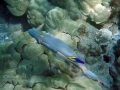 barred-filefish-and-cleaner-wrasse-exc-wm-jpg