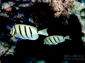 Convict Tang and Hawaiian Cleaner Wrasse