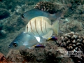 Hawaiian Cleaner Wrasses, Convict Tang and Flagtails