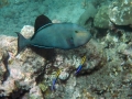 dscn0626-black-surgeonfish-two-cleaner-wrasse-6x4-excwm-jpg