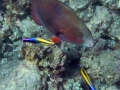 parrotfish-cleaner-wrasses-excwm-jpg