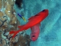 Two Bigscale Soldierfish and Hawaiian Cleaner Wrasse