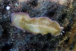 Thysanozoon tentaculatum Thysanozoon tentaculatum