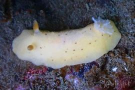 Heath's Dorid, Geitodoris heathi Heath's Dorid, Geitodoris heathi