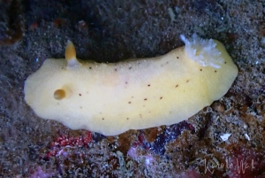 Heath's Dorid, Geitodoris heathi