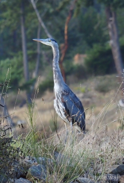 Great Blue Heron on Breakwater