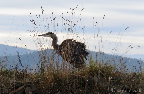 Heron Shaking Feathers