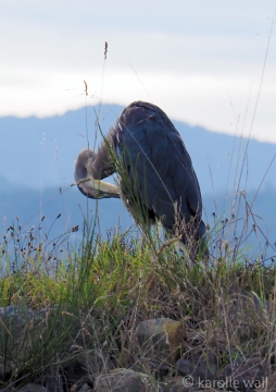Heron Preening