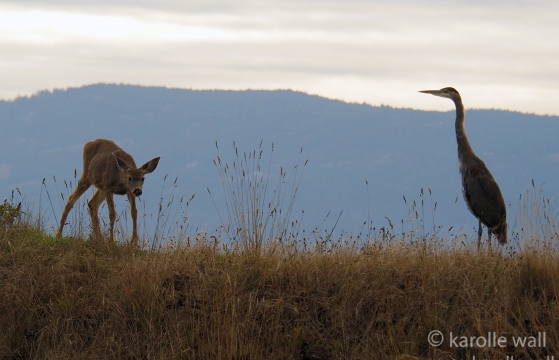 Black-tailed Deer and Great Blue Heron