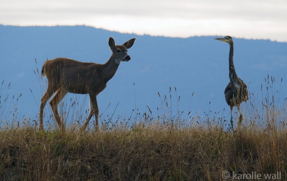 Black-tailed Deer and Great Blue Heron