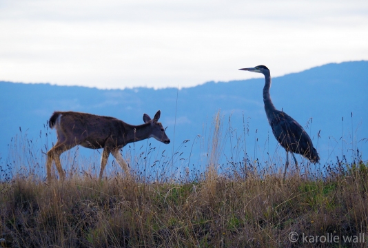 Deer and Heron