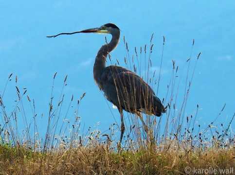 Heron Gifting a Stick