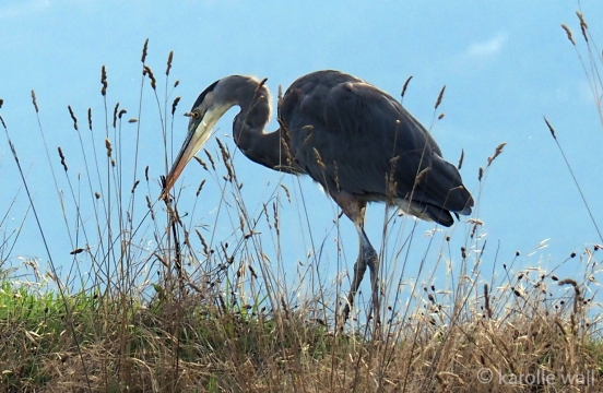 Great Blue Heron Picking up Stick