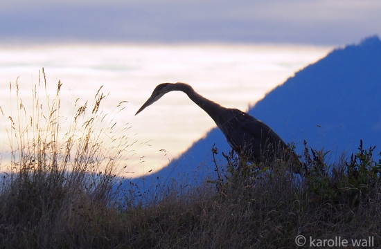 Heron and Salt Spring