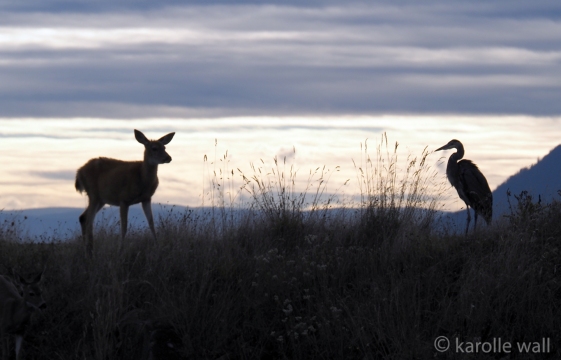 Black-tailed Deer and Heron
