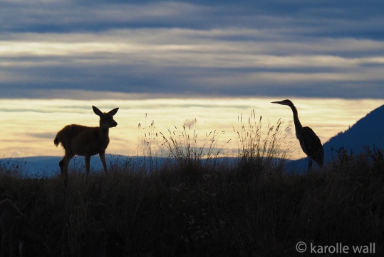Black-tailed Deer and Great Blue Heron
