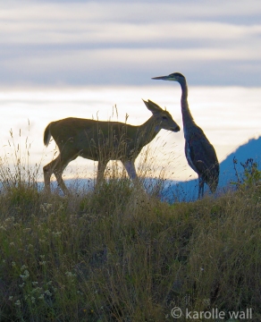 Heron and Deer on Breakwater