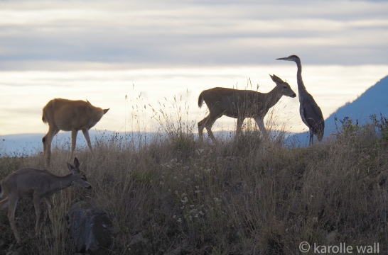 3 Black-tailed Deer and a Heron