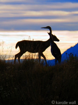 Deer and Heron