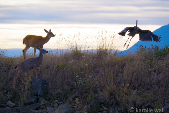 Heron and Blacktail Deer Prancing.