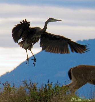 Heron Teasing from Behind
