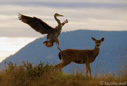 Black-tailed Deer and Heron
