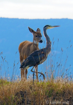 Black-tailed Deer and Heron