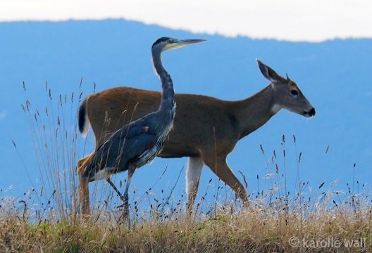 Black-tailed Deer and Heron