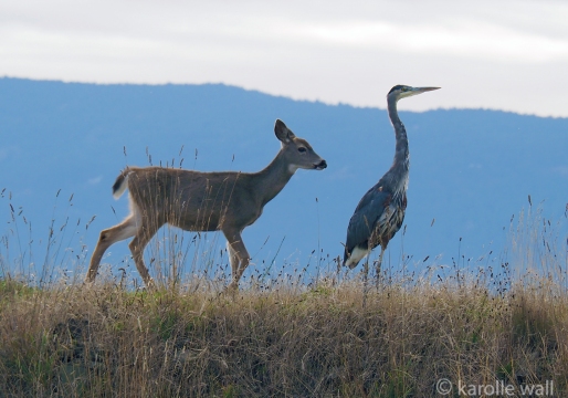 Black-tailed Deer and Heron