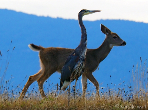Black-tailed Deer and Heron