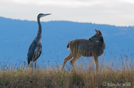 Black-tailed Deer and Heron