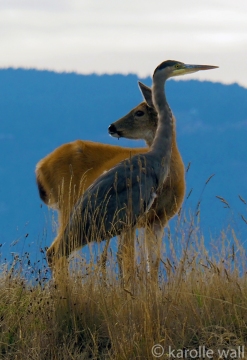 Deer and Great Blue Heron  Looking Out for One Another