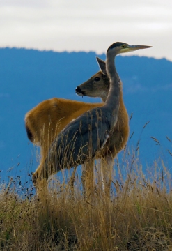 Black-tailed Deer and Heron