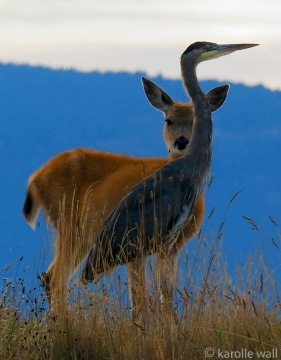 Black-tailed Deer and Heron